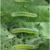 pier rapae larva1 volg2